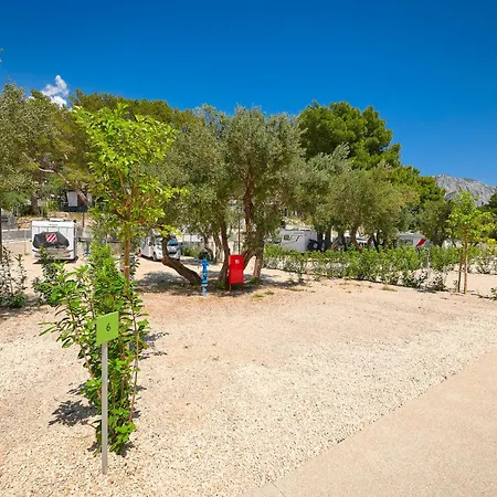 Medora Orbis Pitches *